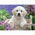 PUZZLE GOLDEN RETRIEVER, 500 PIESE